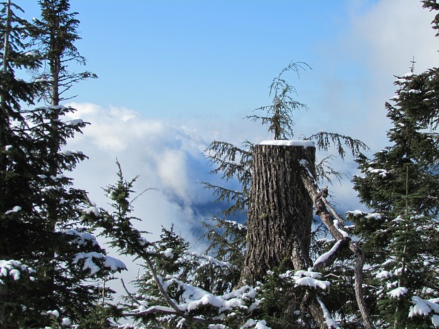 Grouse Mountain