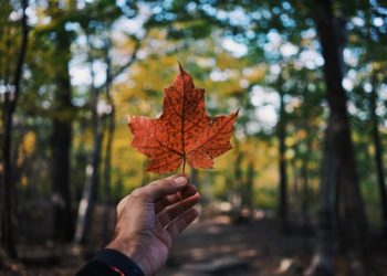 أنواع اللجوء في كندا