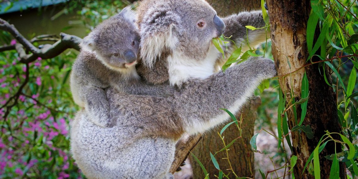 حيوانات استراليا