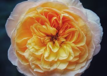 اسماء اغلى الورود