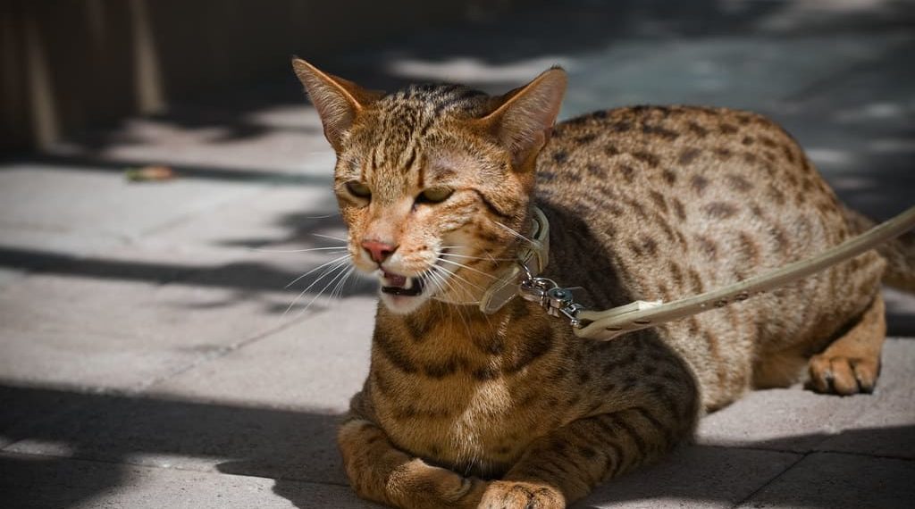 اغلى قط بالعالم