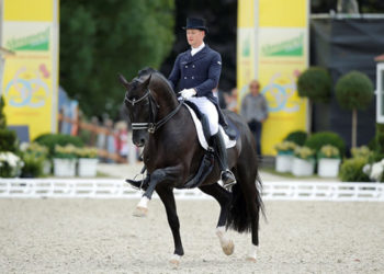 اغلى حصان في العالم