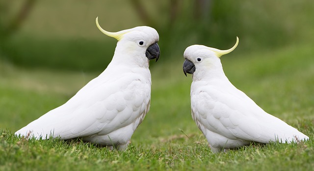 ببغاء Cockatoo