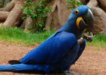 اغلى ببغاء في العالم