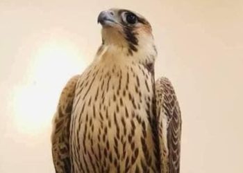 اغلى صقر في العالم 