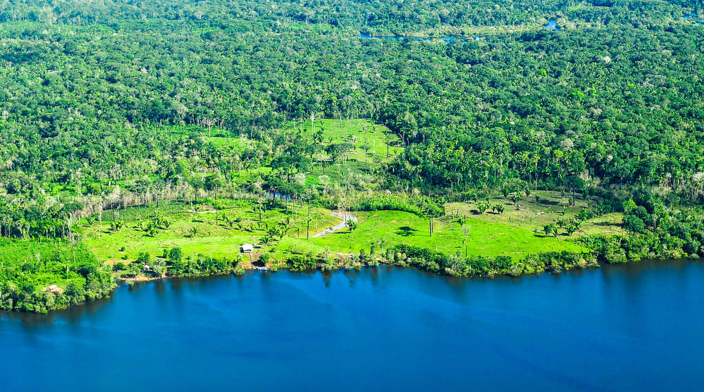 أكبر غابات في العالم: تعرف على أكبر 10 غابات حول العالم