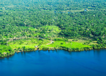 أكبر غابات في العالم: تعرف على أكبر 10 غابات حول العالم