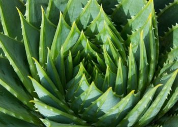 فوائد الصبار للرجال والجنس 