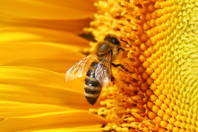 أضرار عسل الزهور