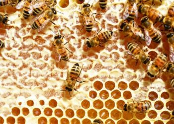 فوائد عسل السدر للمعدة