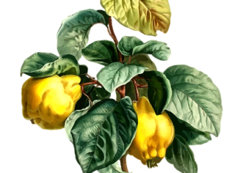 فوائد السفرجل لمرضى السكري