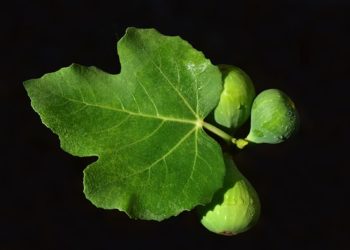 الفرق بين فوائد التين الأخضر و التين الأسود