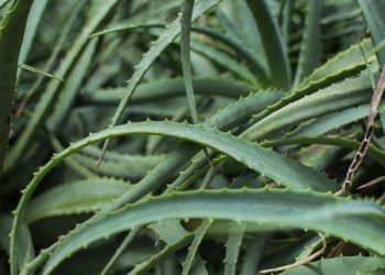 فوائد وأضرار الصبار 