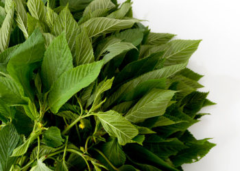 فوائد الملوخية للحامل 