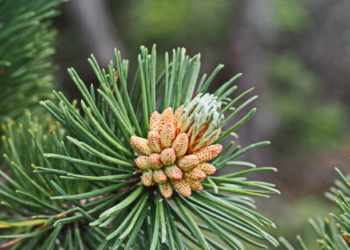 فوائد الصنوبر وأضراره