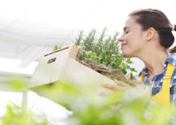 فوائد البردقوش للمبايض 