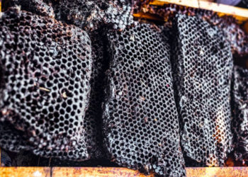 فوائد العسل الأسود