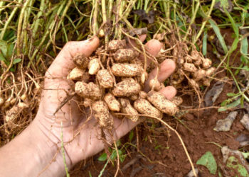 فوائد الفستق السوداني 