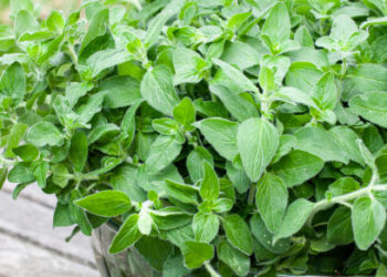 ماهو البردقوش