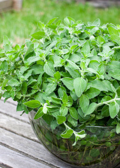 ماهو البردقوش