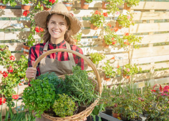 فوائد البردقوش للرحم 