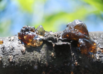 أضرار الصمغ العربي