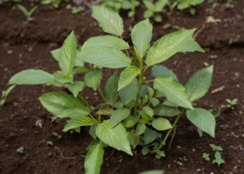 فوائد الملوخية للمرأة