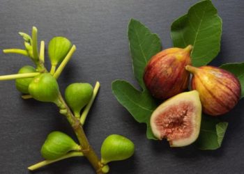 فوائد التين للمعدة