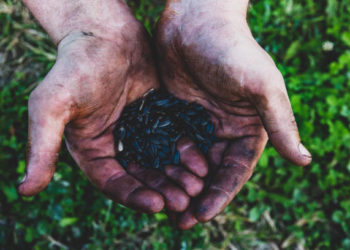 فوائد بذور دوار الشمس للرجال