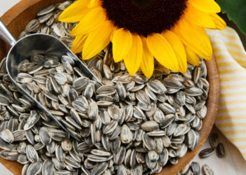 فوائد بذور عباد الشمس للجنس