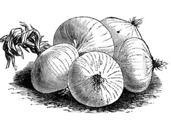 هل البصل الأبيض مفيد للريجيم