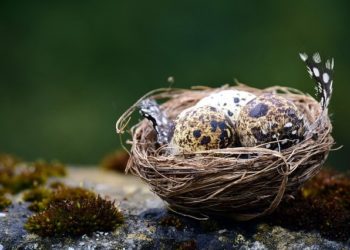 فوائد بيض السمان للجنس و الرجال