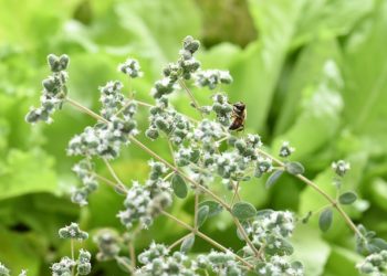 فوائد البردقوش للدورة  