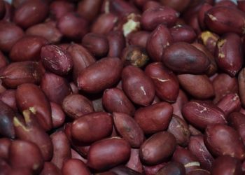 فوائد الفستق