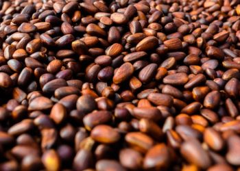 فوائد الصنوبر للمرأة