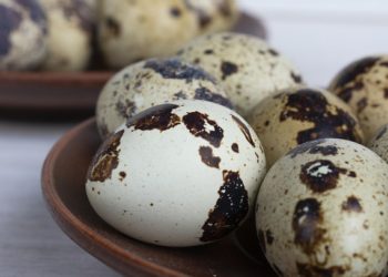 فوائد بيض السمان للجسم