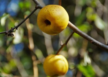 فوائد السفرجل للجنس