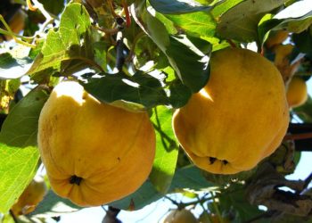 فوائد السفرجل للحامل و المولود الجديد و أضراره ومحاذير تناوله