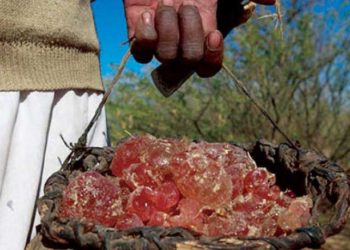 فوائد الصمغ العربي للقولون والجهاز الهضمي