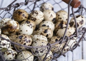 فوائد بيض السمان للعقم