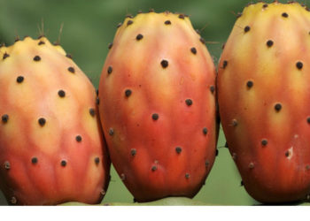 فوائد التين الشوكي للحامل