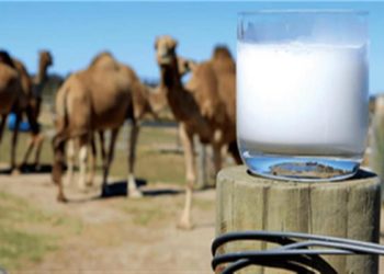 فوائد حليب الإبل