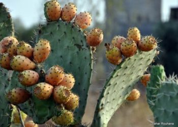 فوائد التين الشوكي للجنس