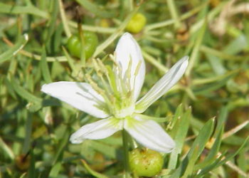 أضرار الحرمل