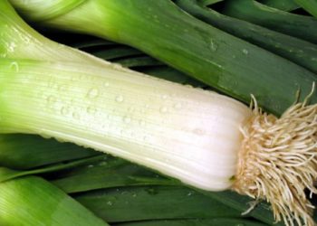 فوائد الكراث للنساء