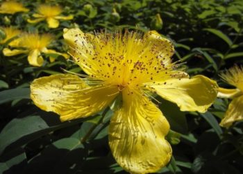 فوائد عشبة القديسين للوسواس