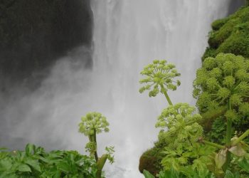 فوائد حشيشة الملاك للجنس