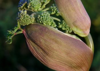 فوائد حشيشة الملاك للحمل 