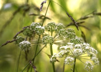 حشيشة الملاك