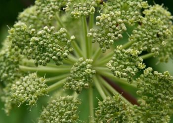 فوائد حشيشة الملاك 